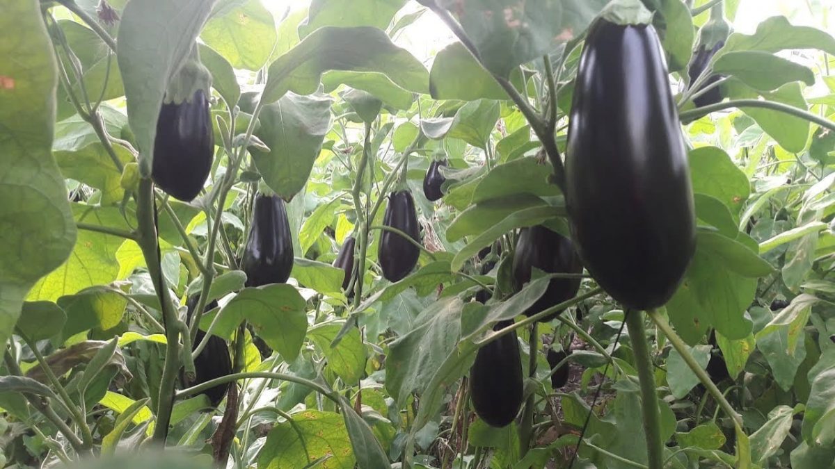 زراعة الباذنجان اقرأ السوق المفتوح