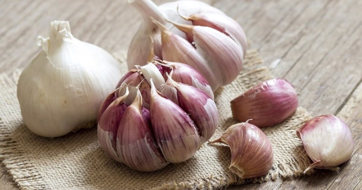 زراعة البصل والثوم اقرأ السوق المفتوح