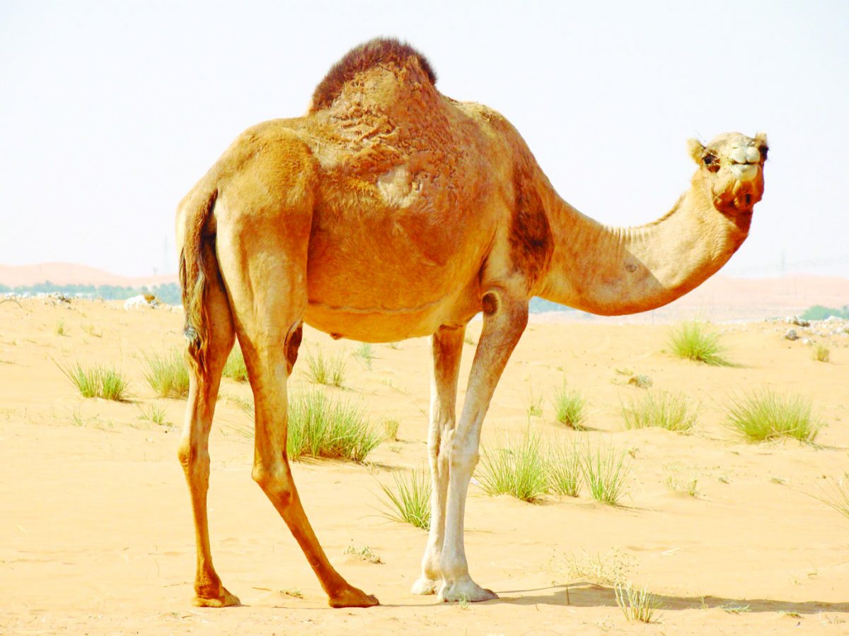 ماذا يغطي جسم الجمل ماذا يغطي الجمل جمل جمل وبر الابل